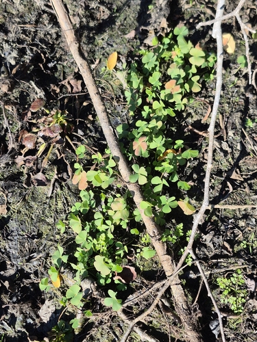 Marsilea quadrifolia observed 2026-10-13