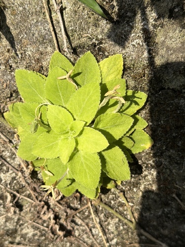 Viola diffusa, 2026-10-15
