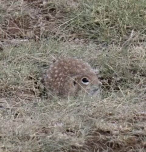 Spotted Ground Squirrel observed by connorwiig
