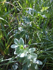 Vicia narbonensis