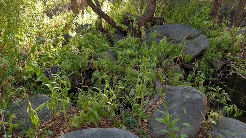 Epipactis gigantea observed 2026-10-14