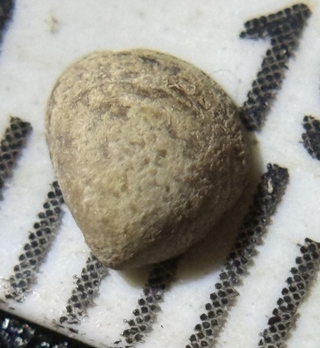 Euglesa compressa observed 2026-10-14