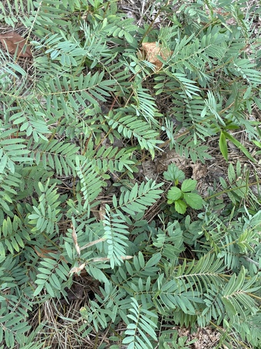 Tephrosia virginiana observed 2026-10-14