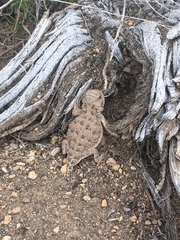 Phrynosoma douglasii