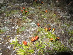 Gentianaceae