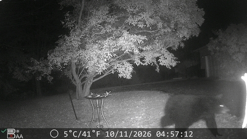 Black Bear sighting near Carp
