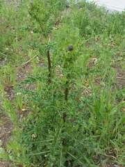 Cirsium arvense