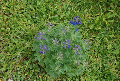 Delphinium brachycentrum