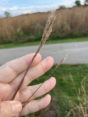 big bluestem