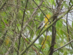 Sporophila telasco