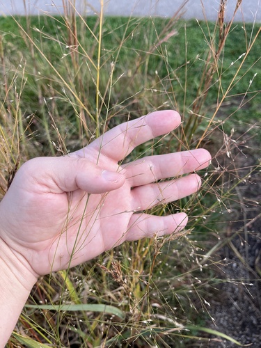 switchgrass