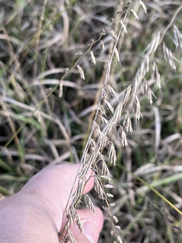 sideoats grama