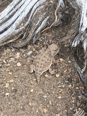 Phrynosoma douglasii