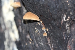 Crepidotus eucalyptorum