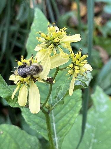 Common Eastern Bumble Bee