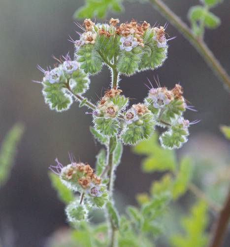 iNaturalist observation photo of branching phacelia