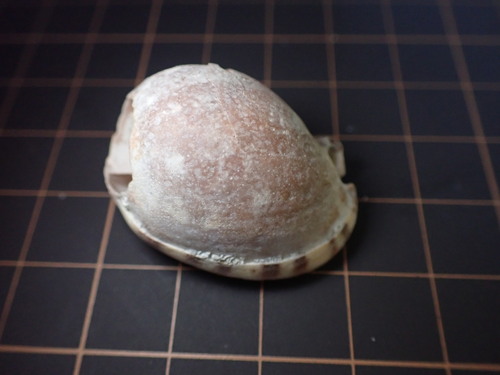 Semicassis labiata observed 2026-09-14