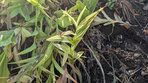 Epipactis gigantea observed 2026-10-14