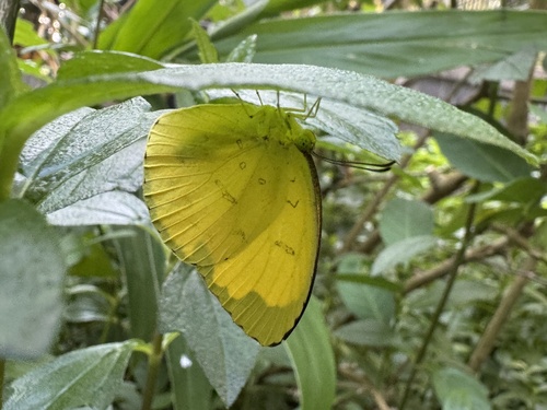 Three-spotted Grass Yellow