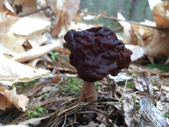 Gyromitra