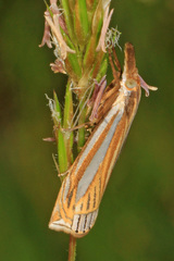 Crambus laqueatellus