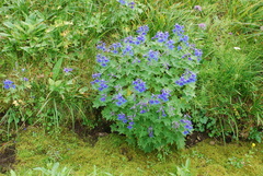 Delphinium brachycentrum