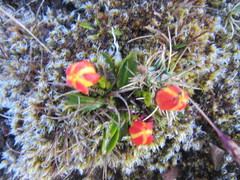 Gentianaceae
