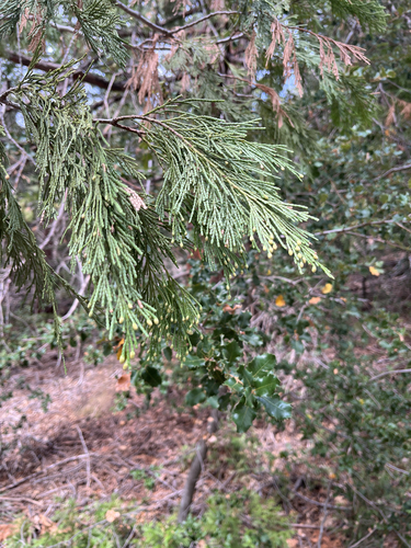 iNaturalist observation photo of California incense-cedar