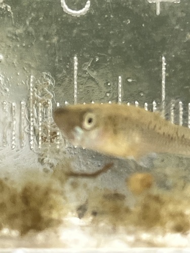 Western Mosquitofish