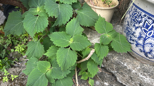 Anisomeles indica observed 2026-10-15