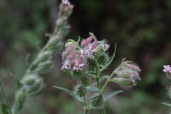 Silene disticha
