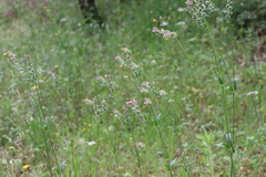 Silene disticha