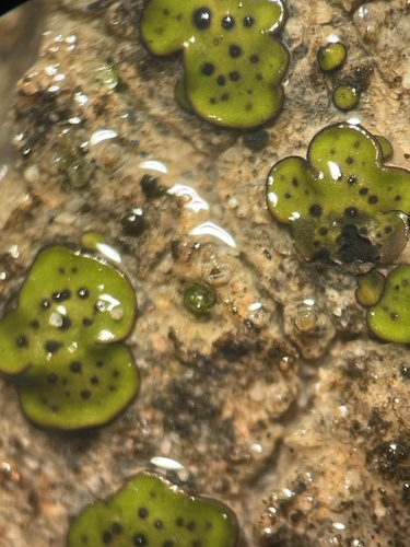 Scaly Stippled Lichen