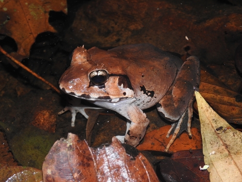 Limnonectes malesianus observed 2026-09-28