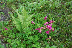Rhododendron camtschaticum