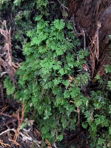 Hypopterygium flavolimbatum observed 2026-09-23