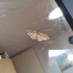 Chloroclystis filata