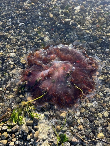 Pacific Lion's Mane Jelly