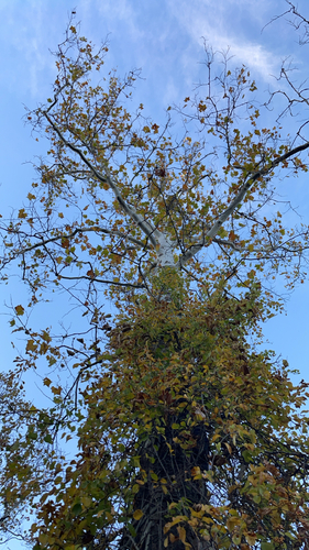 American sycamore