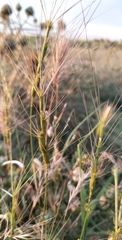 Aegilops triuncialis