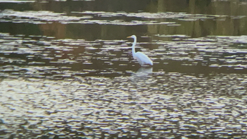 American Great Egret