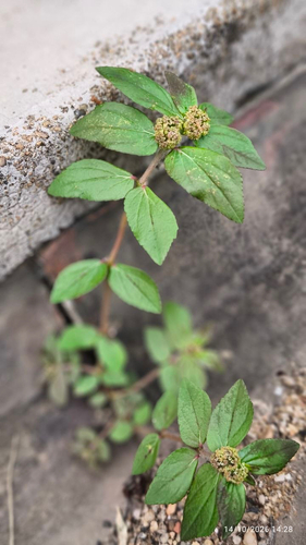 Asthma Plant