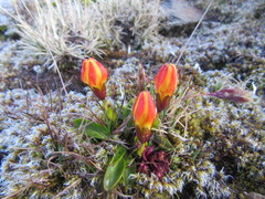 Gentianaceae