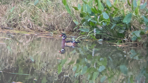 Wood Duck