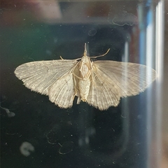 Chloroclystis filata