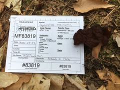 Gyromitra