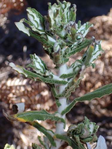 Pseudognaphalium biolettii, 2026-10-14