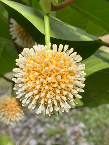 Nauclea orientalis observed 2026-10-15