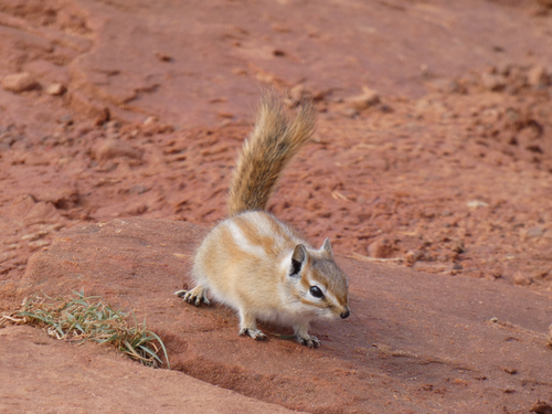 Hopi Chipmunk observed by nicocarl
