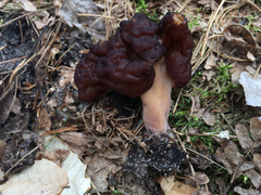 Gyromitra